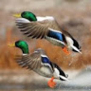 Meet your Posher, Stephen